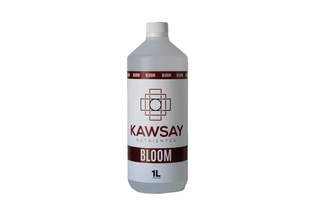 BLOOM 1 LT