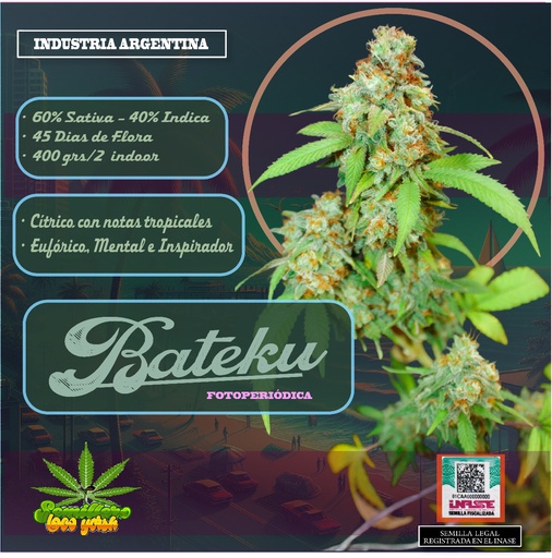 SEMILLAS LOCO YORSH - BATEKU 6U
