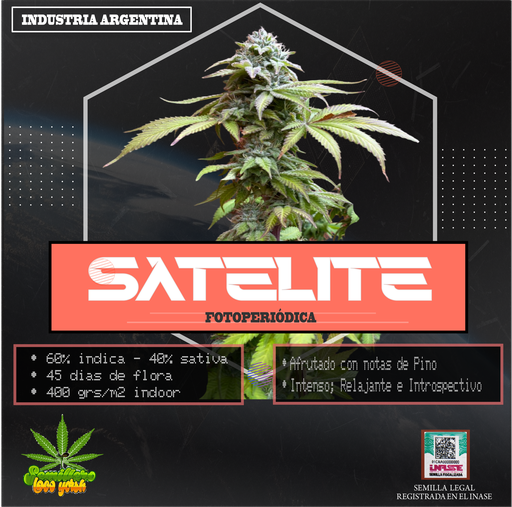SEMILLAS LOCO YORSH - SATELITE 6U