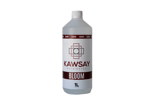 BLOOM 1 LT